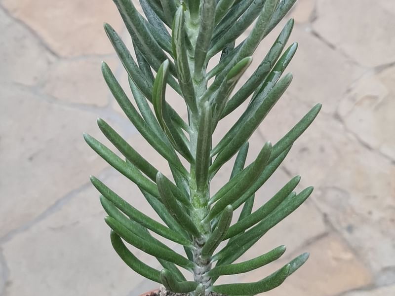 Senecio Pyramidatus | Senecio | Asteraceae