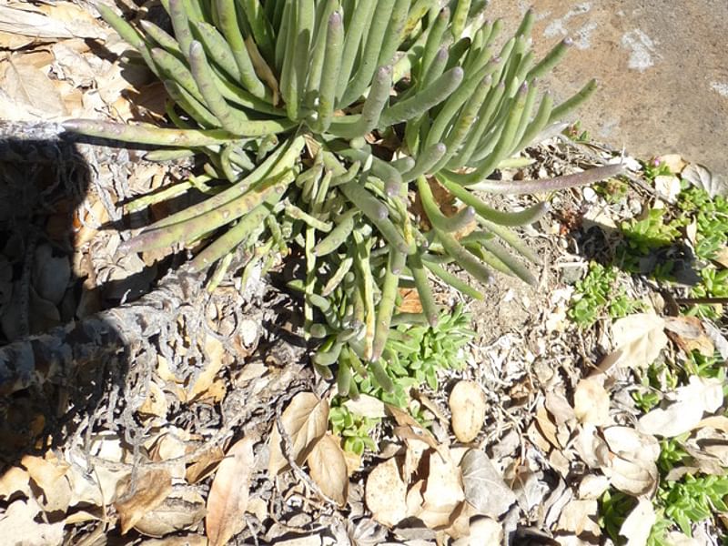 Senecio Pyramidatus | Senecio | Asteraceae