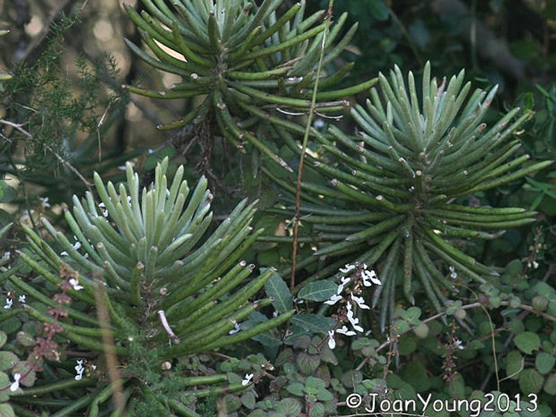 Senecio Pyramidatus | Senecio | Asteraceae