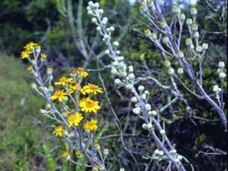 Senecio Pyramidatus | Senecio | Asteraceae