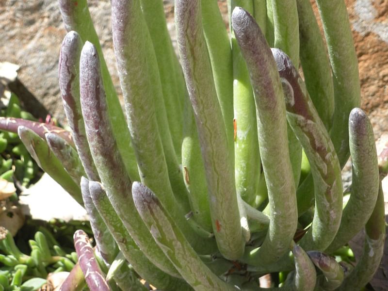 Senecio Pyramidatus | Senecio | Asteraceae
