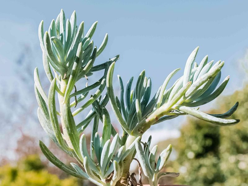 Senecio Pyramidatus | Senecio | Asteraceae
