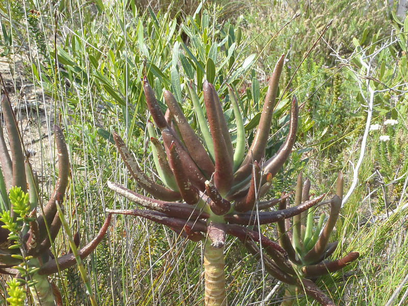 Senecio Pyramidatus | Senecio | Asteraceae