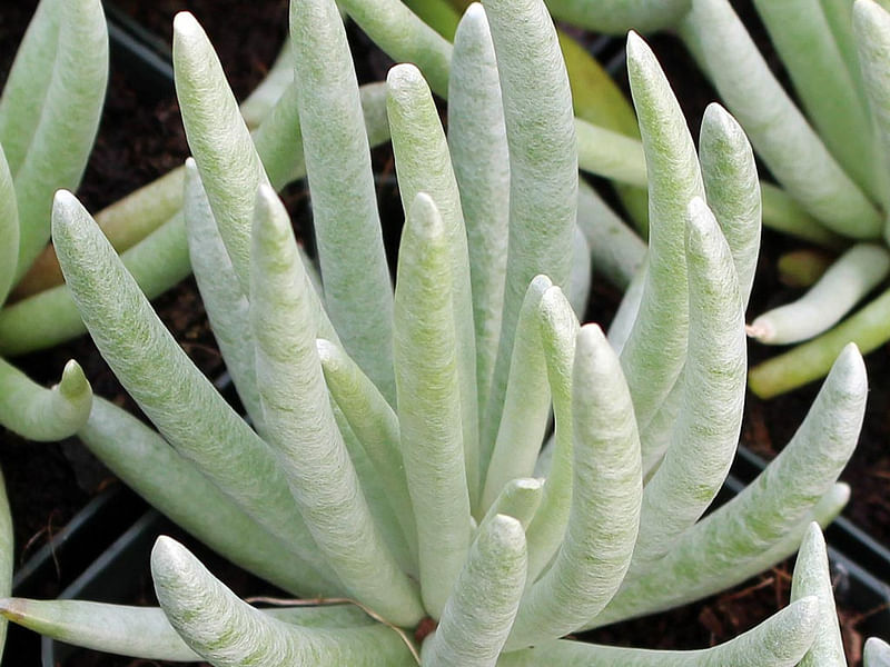 Senecio Scaposus | Senecio | Asteraceae