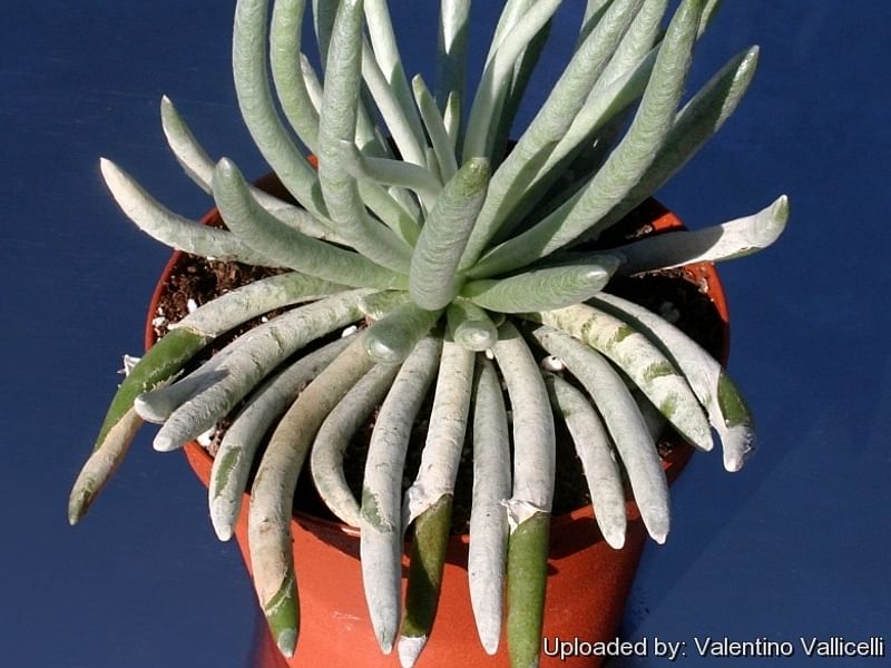 Senecio Scaposus | Senecio | Asteraceae