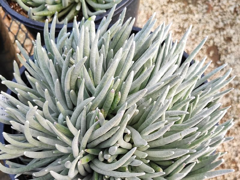Senecio Scaposus | Senecio | Asteraceae