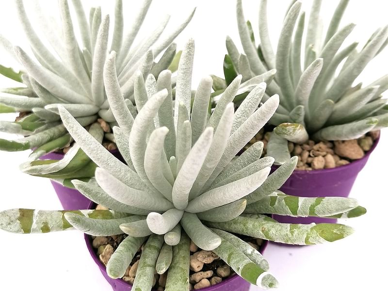 Senecio Scaposus | Senecio | Asteraceae