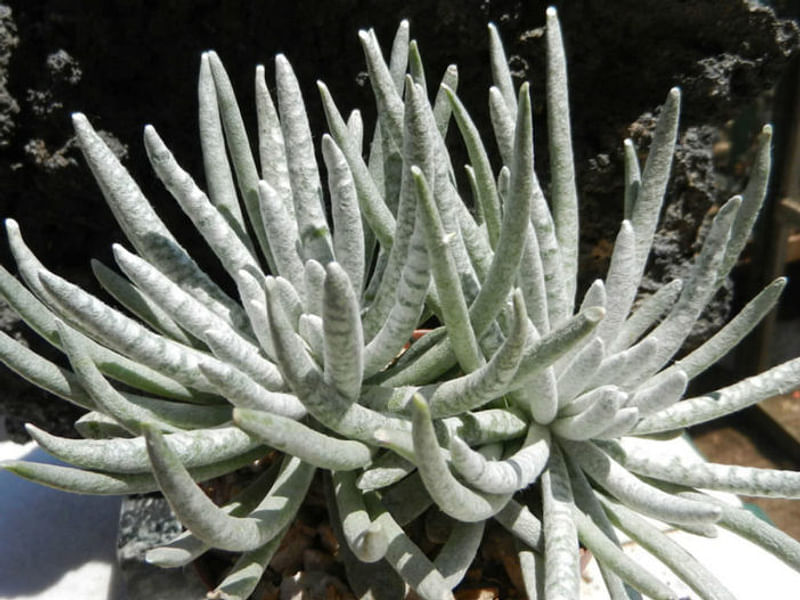 Senecio Scaposus | Senecio | Asteraceae