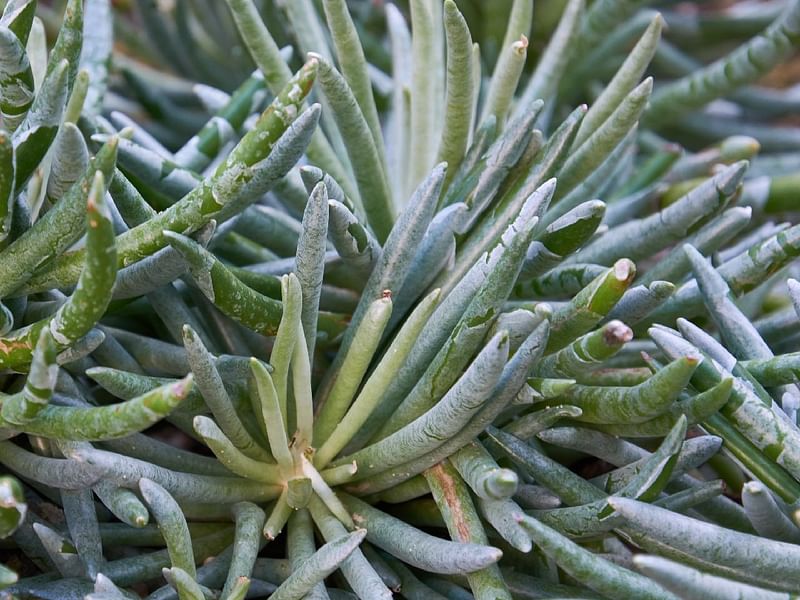 Senecio Scaposus | Senecio | Asteraceae