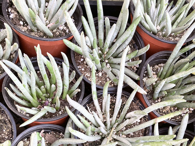 Senecio Scaposus | Senecio | Asteraceae