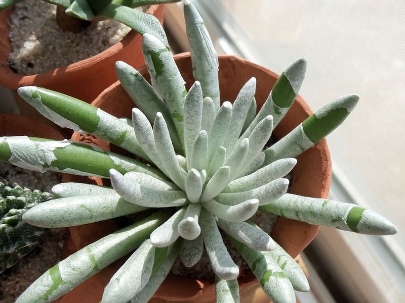Senecio Scaposus | Senecio | Asteraceae