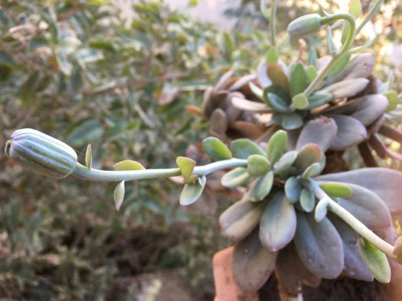 Senecio Sempervivus | Senecio | Asteraceae