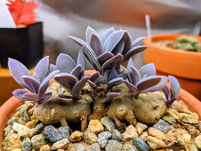 Senecio Sempervivus | Senecio | Asteraceae