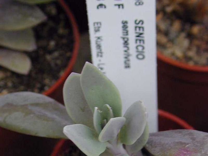 Senecio Sempervivus | Senecio | Asteraceae