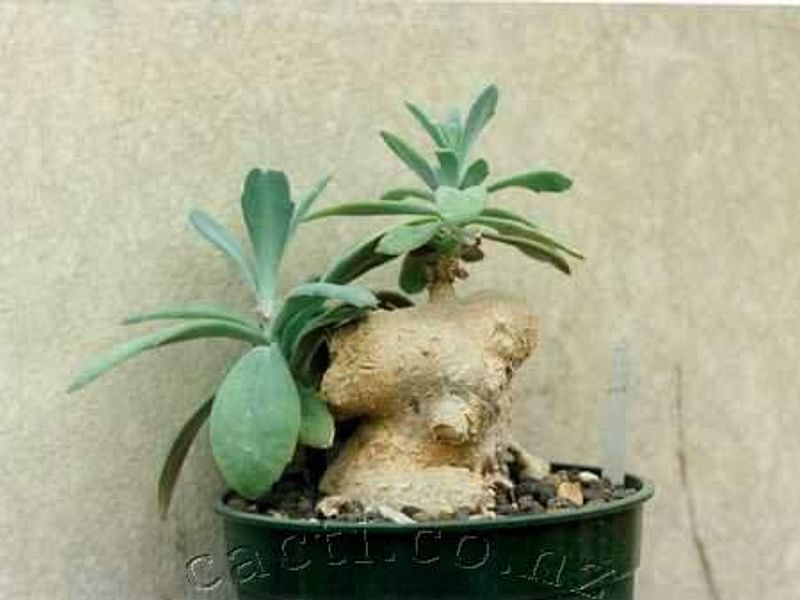 Senecio Sempervivus | Senecio | Asteraceae