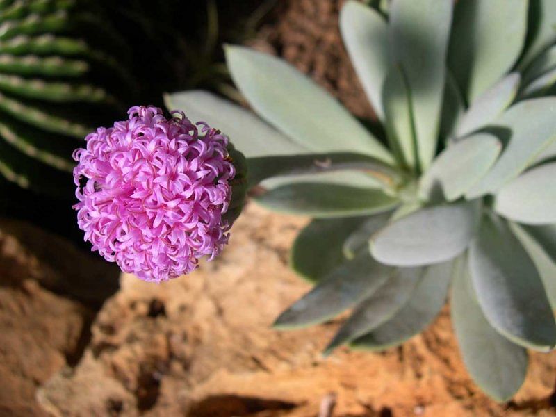 Senecio Sempervivus | Senecio | Asteraceae