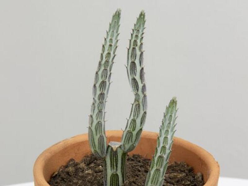 Senecio Stapeliiformis | Senecio | Asteraceae