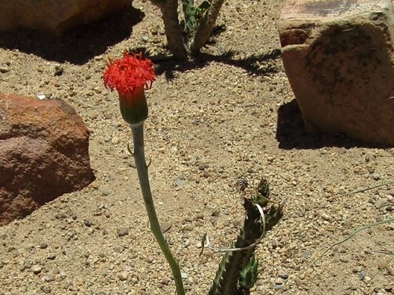 Senecio Stapeliiformis | Senecio | Asteraceae