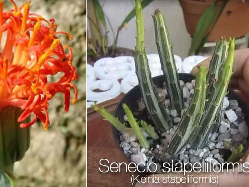 Senecio Stapeliiformis | Senecio | Asteraceae
