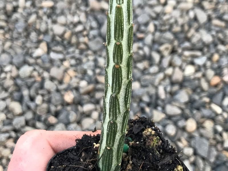Senecio Stapeliiformis | Senecio | Asteraceae