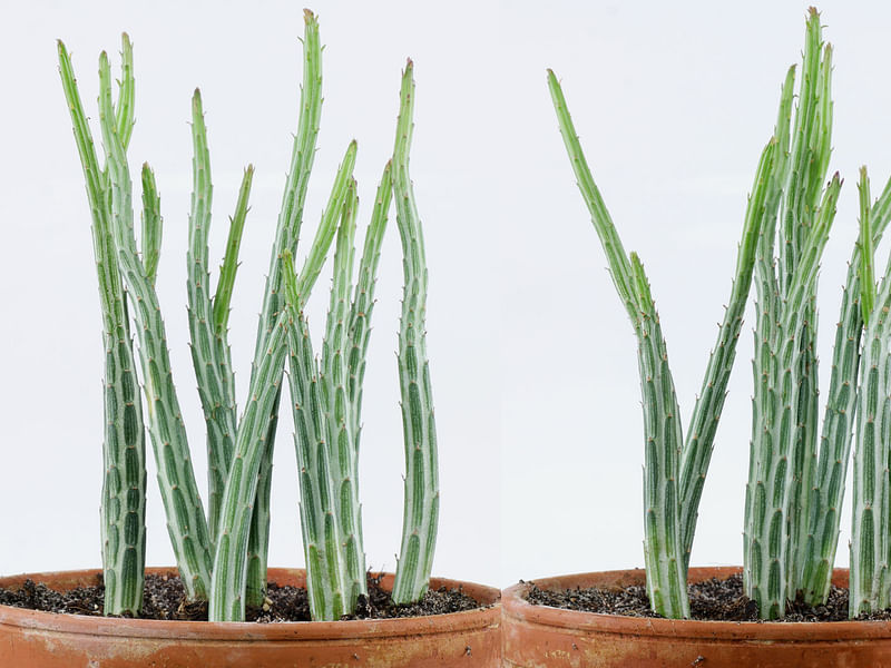Senecio Stapeliiformis | Senecio | Asteraceae