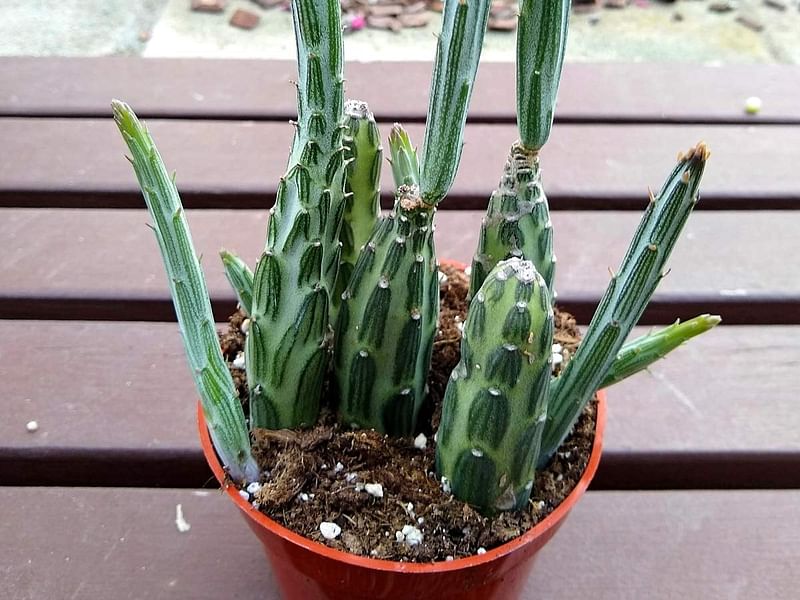 Senecio Stapeliiformis | Senecio | Asteraceae