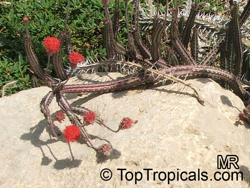 Senecio Stapeliiformis | Senecio | Asteraceae