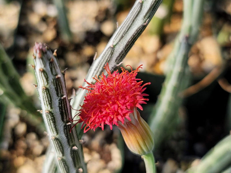 Senecio Stapeliiformis | Senecio | Asteraceae