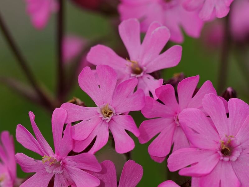 Silene | Caryophyllaceae