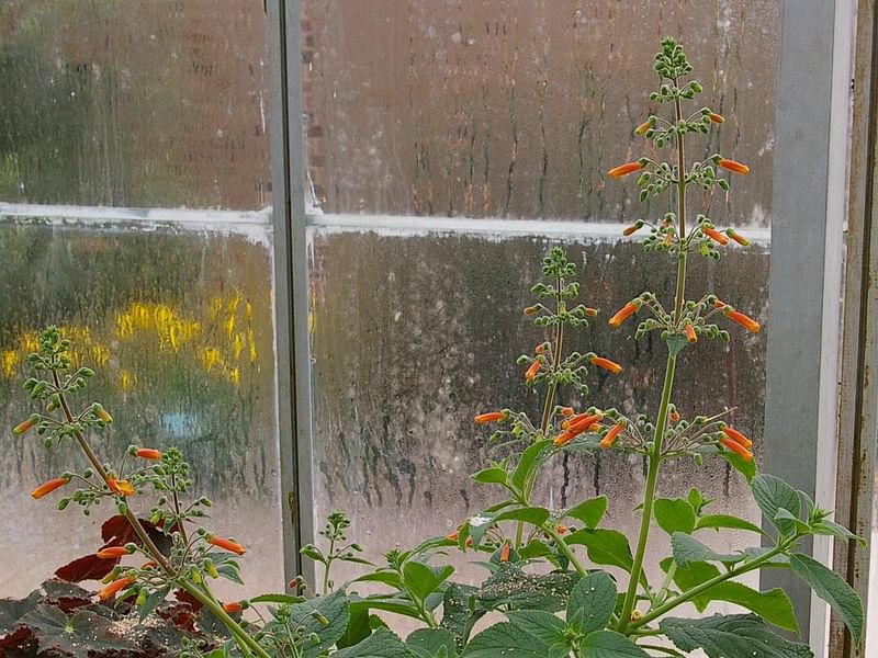 Sinningia Aggregata | Sinningia | Gesneriaceae