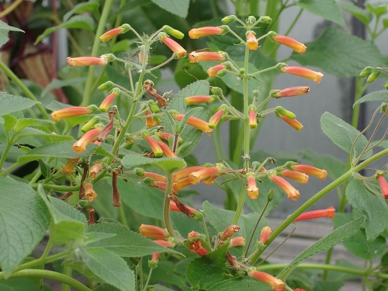 Sinningia Aggregata | Sinningia | Gesneriaceae