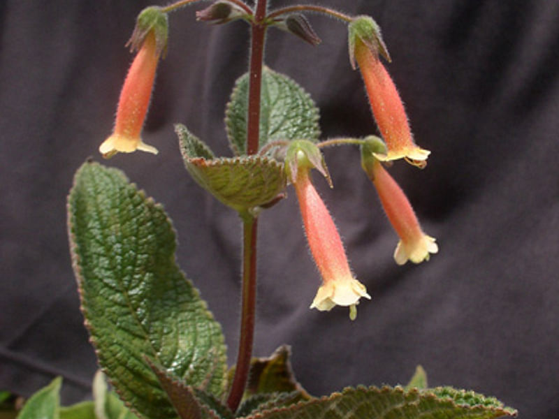 Sinningia Aggregata | Sinningia | Gesneriaceae