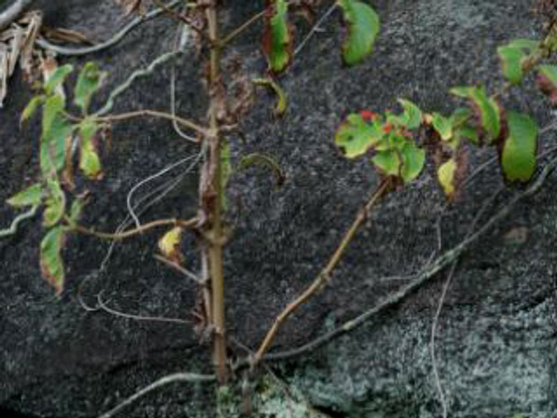Sinningia Aggregata | Sinningia | Gesneriaceae