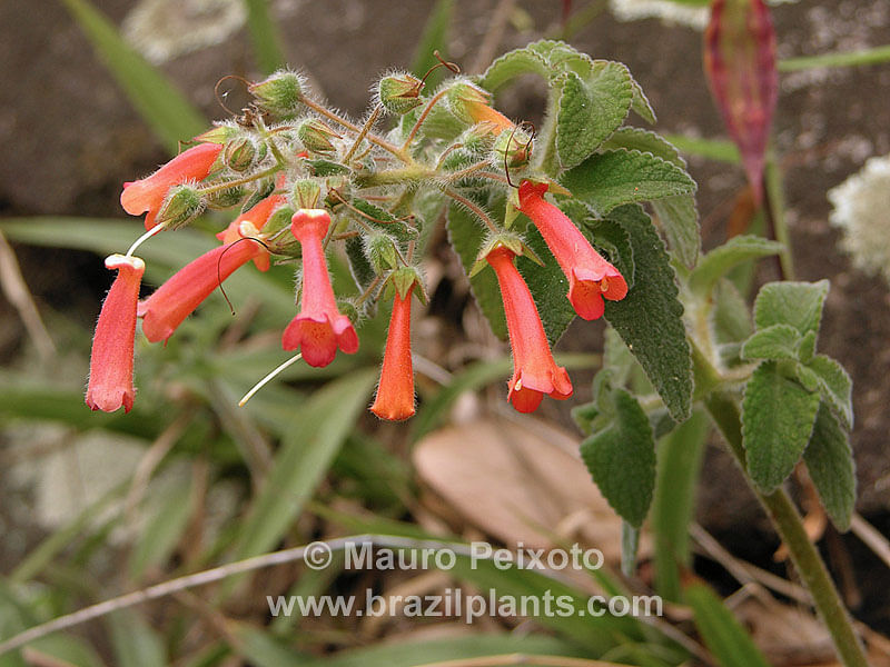 Sinningia Aggregata | Sinningia | Gesneriaceae