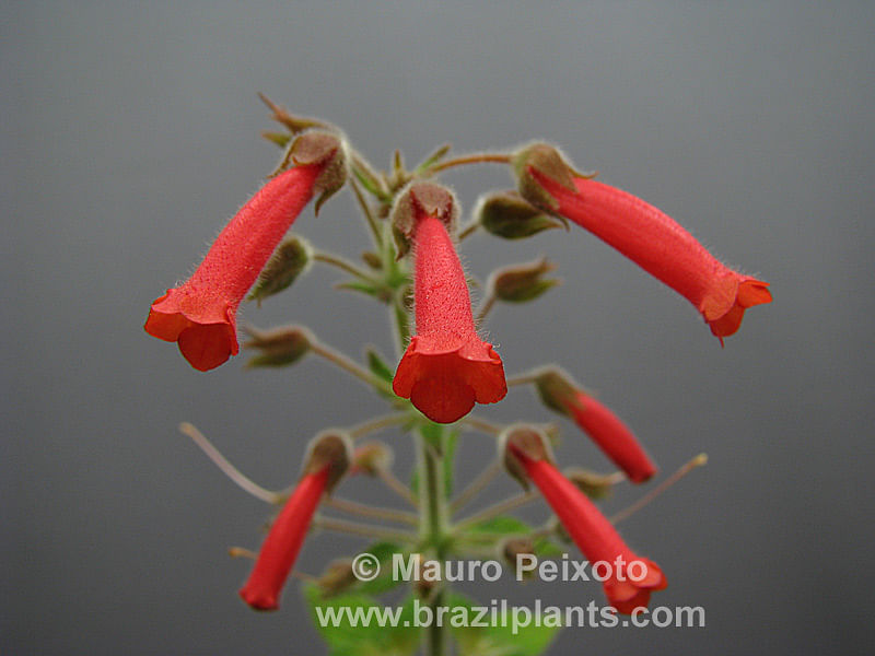 Sinningia Aggregata | Sinningia | Gesneriaceae