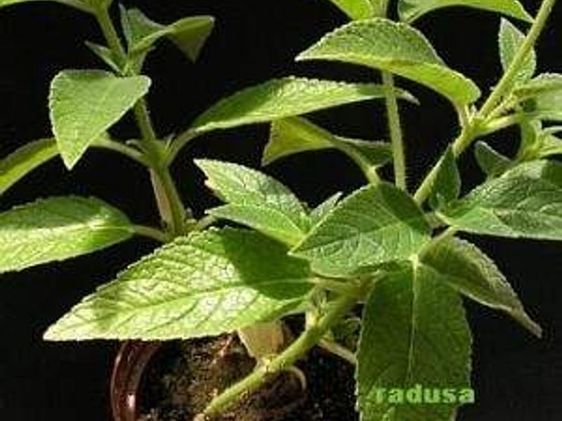 Sinningia Aggregata | Sinningia | Gesneriaceae