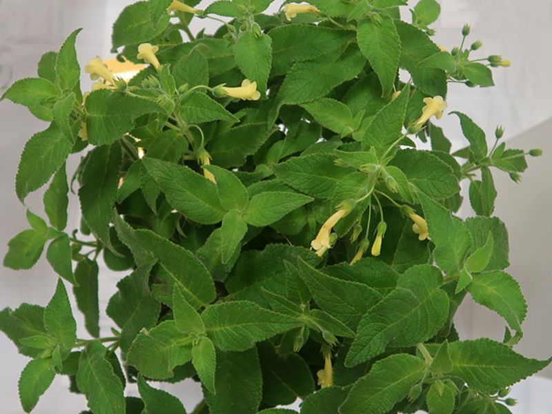 Sinningia Aggregata | Sinningia | Gesneriaceae