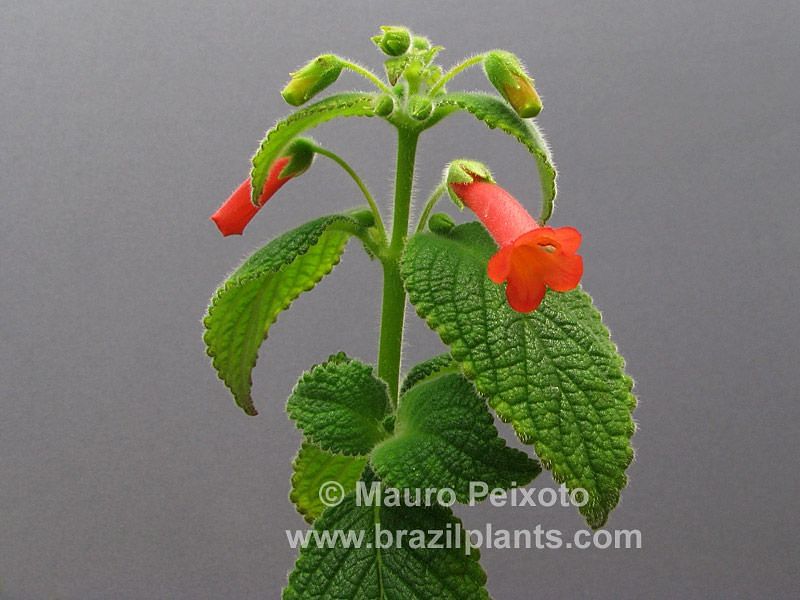 Sinningia Aggregata | Sinningia | Gesneriaceae