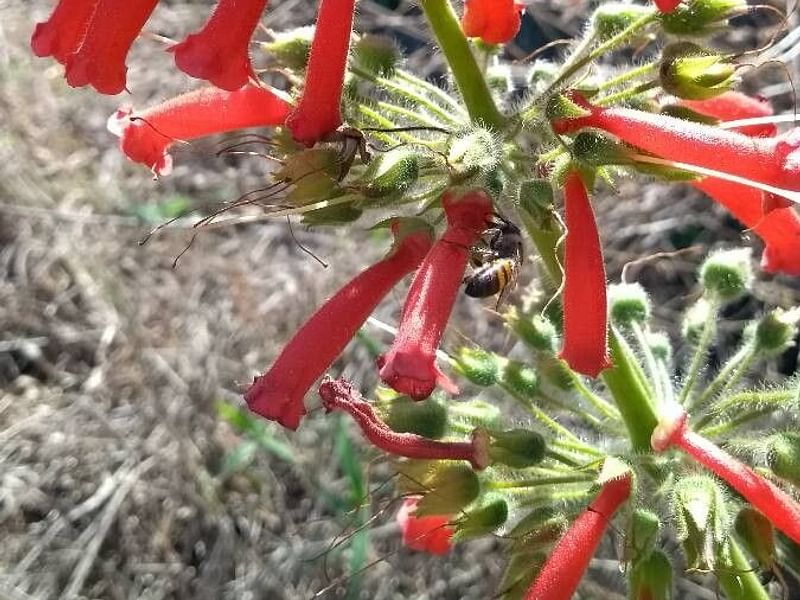 Sinningia Aggregata | Sinningia | Gesneriaceae