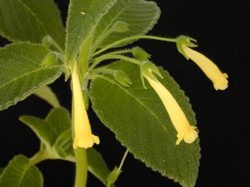 Sinningia Aggregata | Sinningia | Gesneriaceae