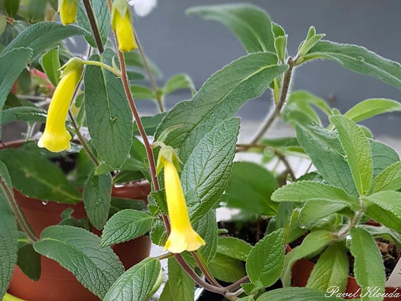 Sinningia Aggregata | Sinningia | Gesneriaceae