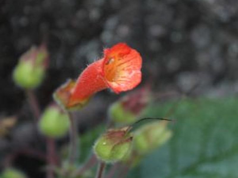 Sinningia Aggregata | Sinningia | Gesneriaceae