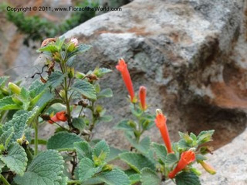 Sinningia Aggregata | Sinningia | Gesneriaceae