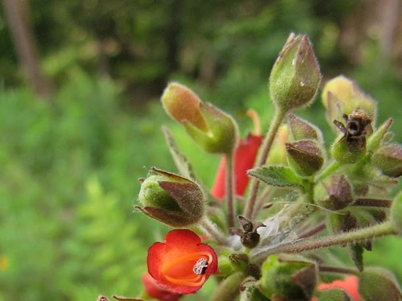Sinningia Aggregata | Sinningia | Gesneriaceae