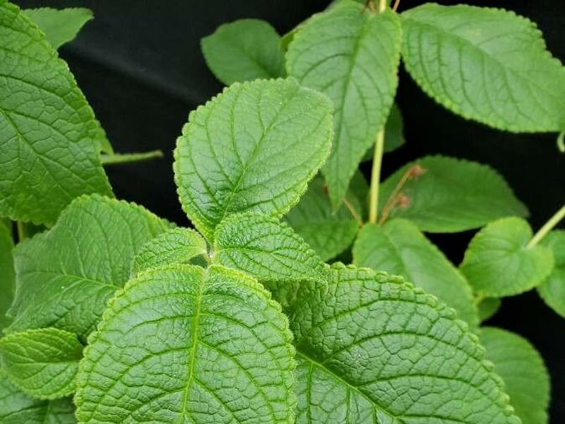 Sinningia Aggregata | Sinningia | Gesneriaceae