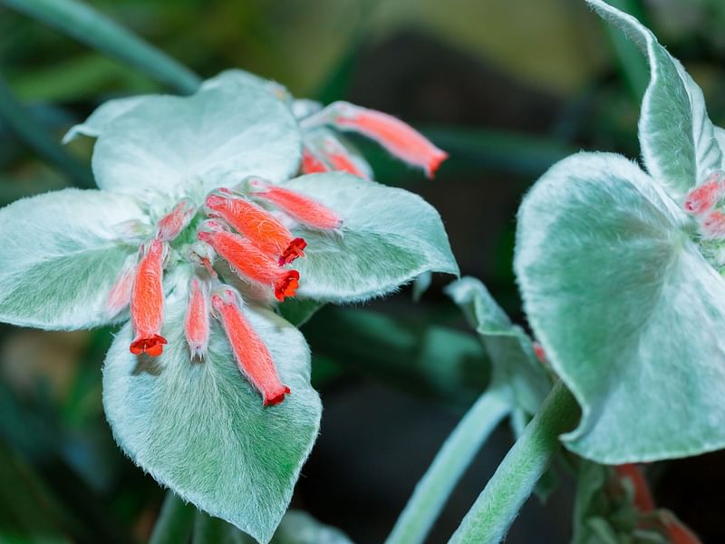 Sinningia | Gesneriaceae