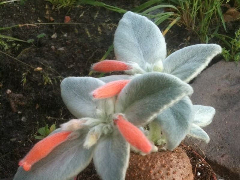 Sinningia Leucotricha | Sinningia | Gesneriaceae