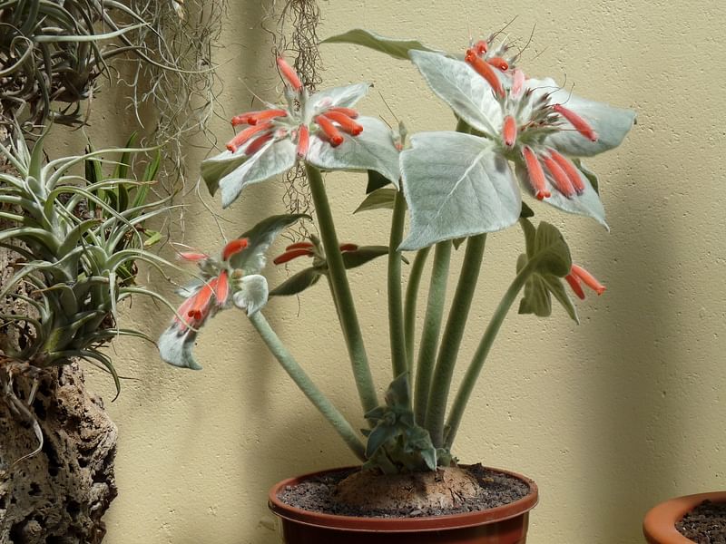 Sinningia Leucotricha | Sinningia | Gesneriaceae