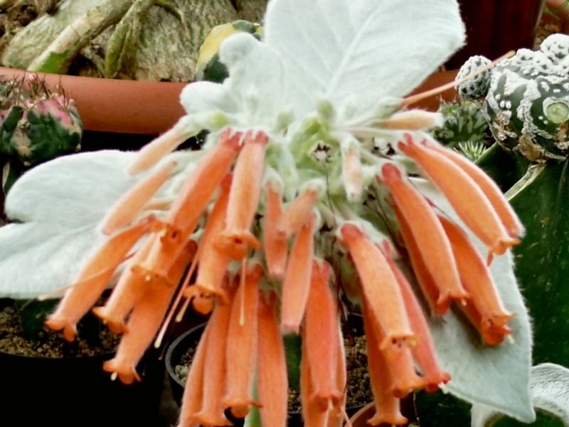 Sinningia Leucotricha | Sinningia | Gesneriaceae