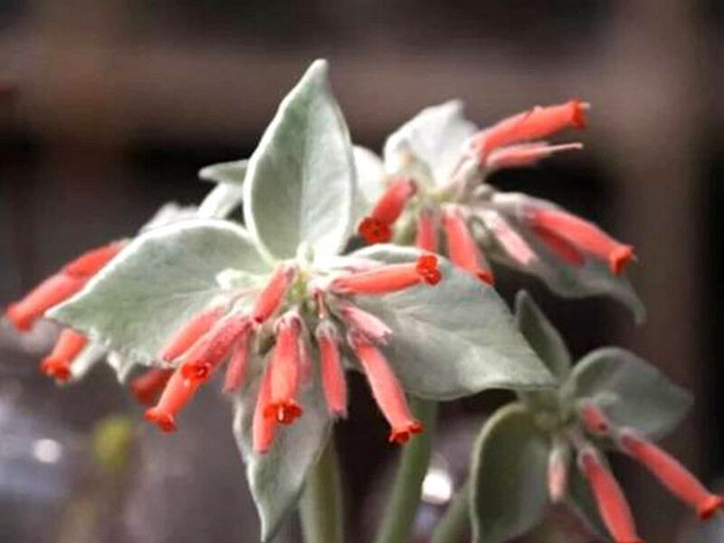 Sinningia Leucotricha | Sinningia | Gesneriaceae